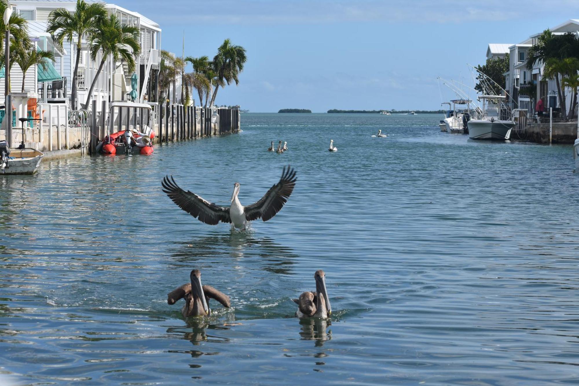 Pelican'S Roost, Waterfront Comfort At Venture Out Cudjoe Key Exterior photo